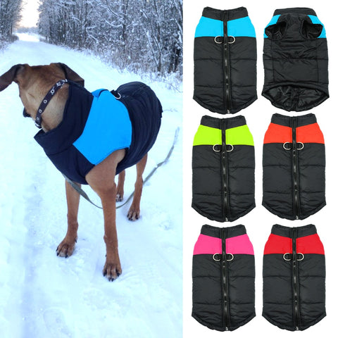 Clothes for dogs of cold